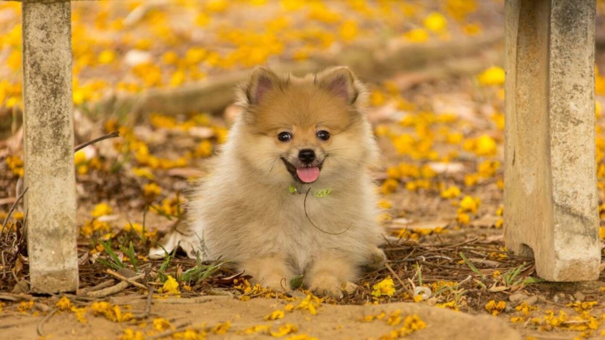 Las sutilezas de tener un Spitz en casa