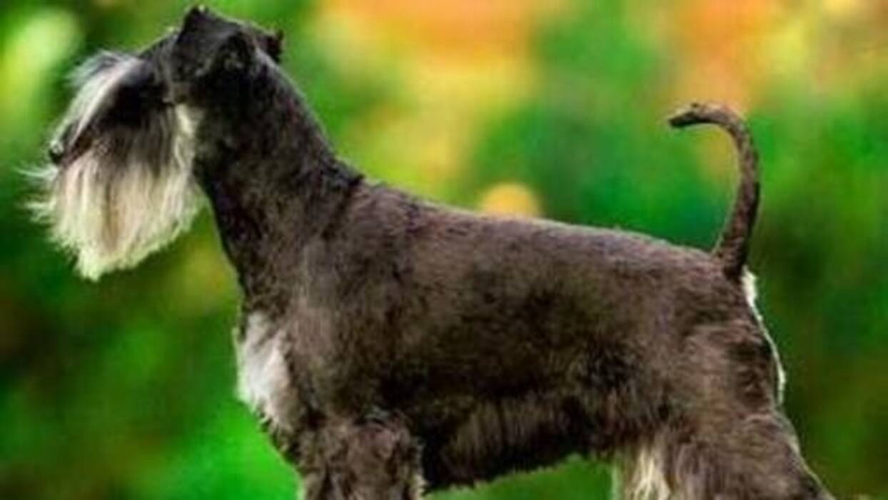 Perros con barba: tipos y sus características, elección y cuidados