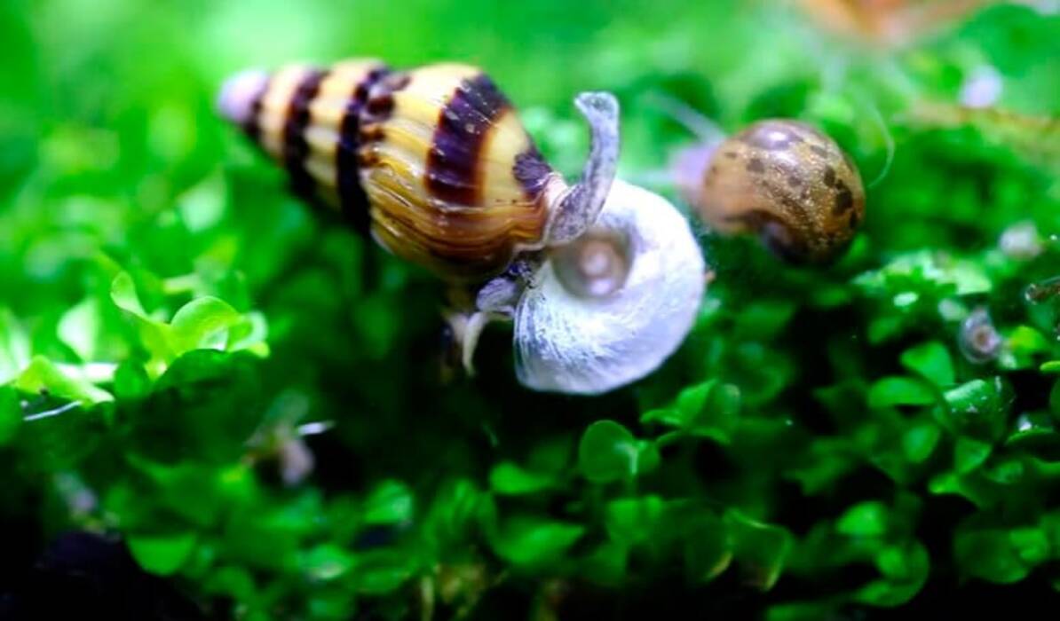 Qué y cómo alimentar a los caracoles de acuario?