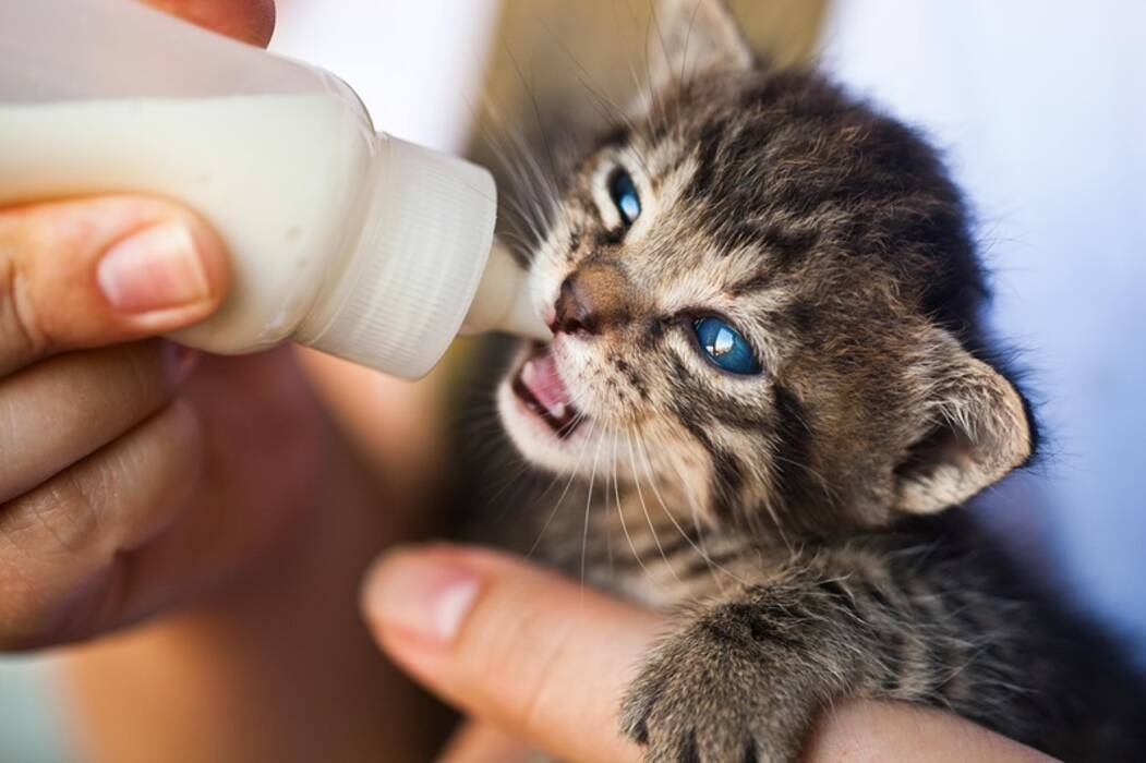 Qué y cómo alimentar a los gatos y gatas abisinios?