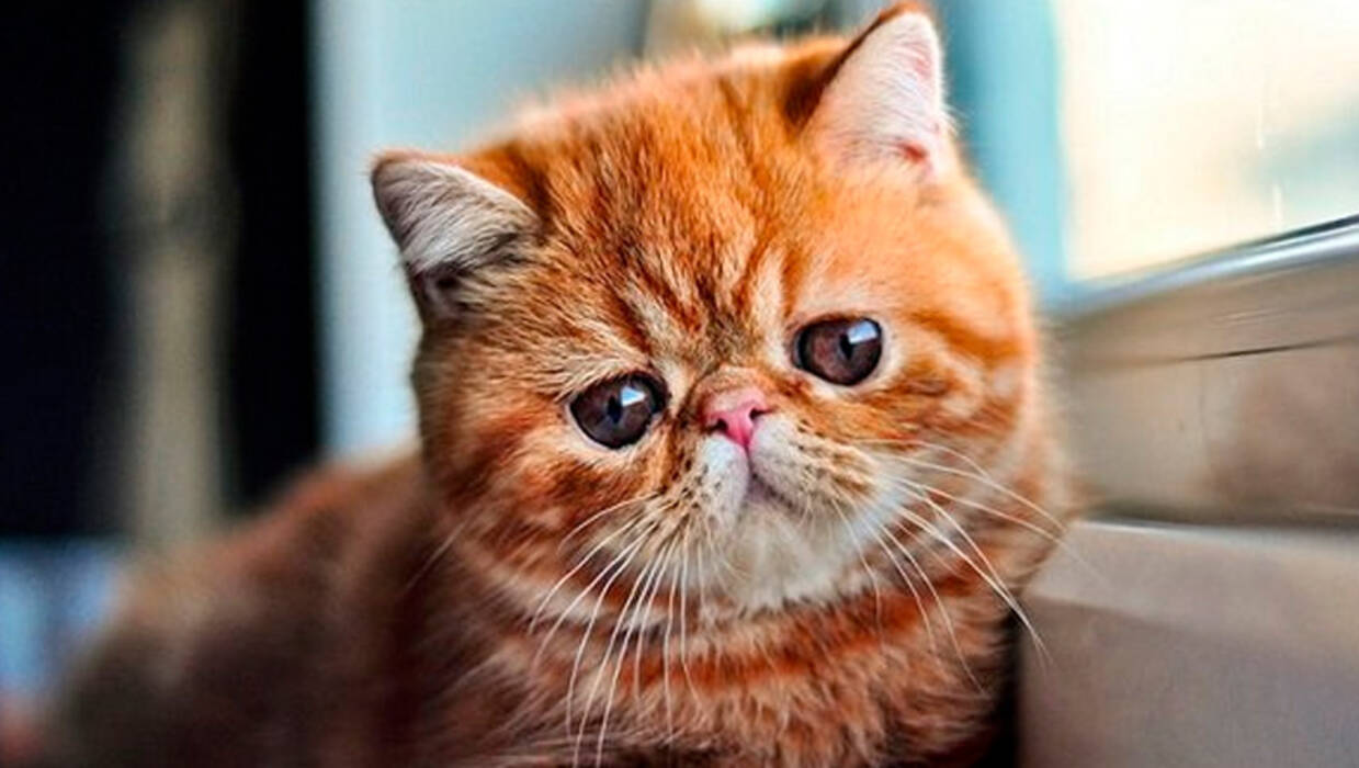 Razas de gatos con la cara aplanada