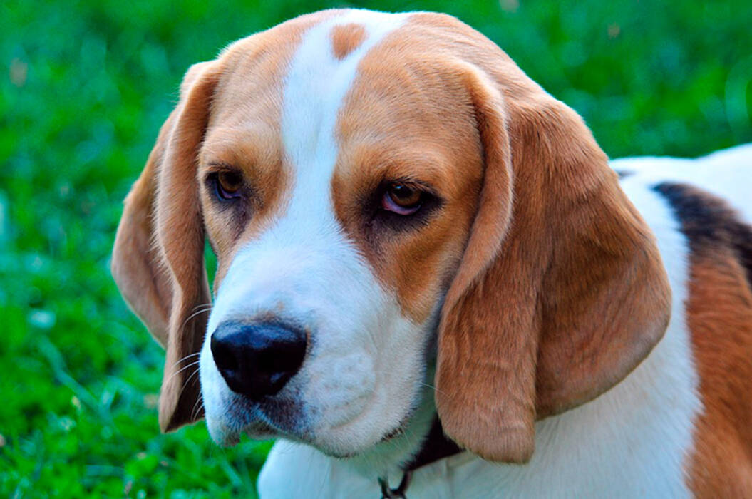 Tallas del Beagle: peso y crecimiento de los perros por meses