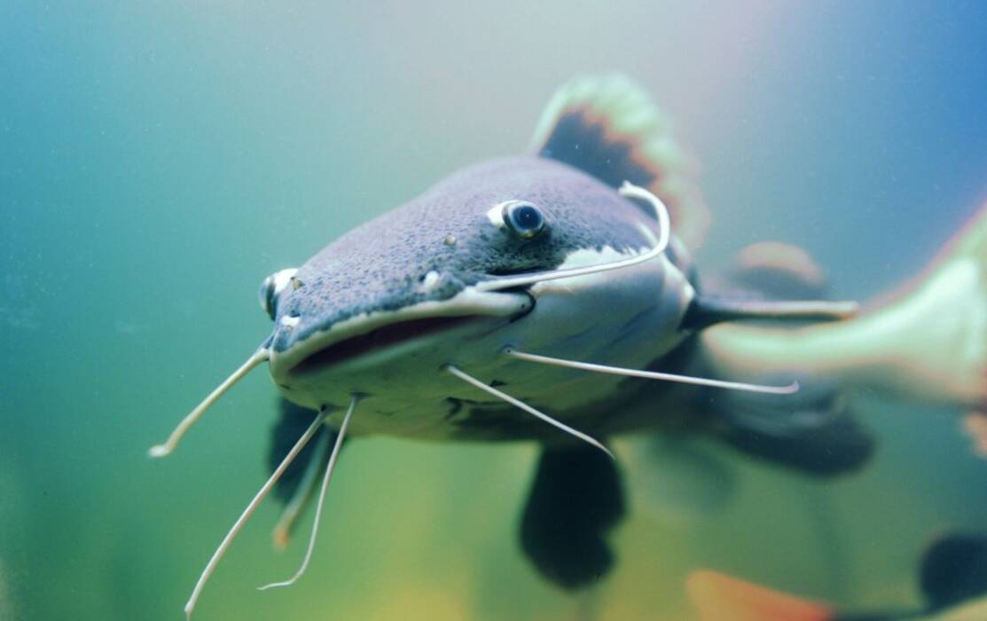 Tarakatum siluro