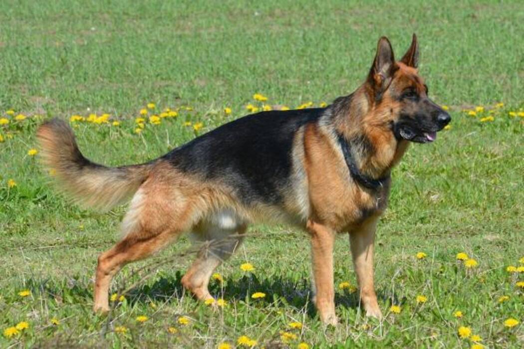 Cachorros de pastor alemán a los 4 meses: cómo son y cómo cuidarlos?