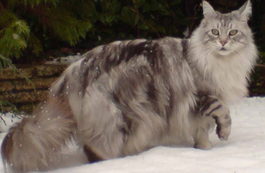 Carácter y hábitos de los Maine Coon