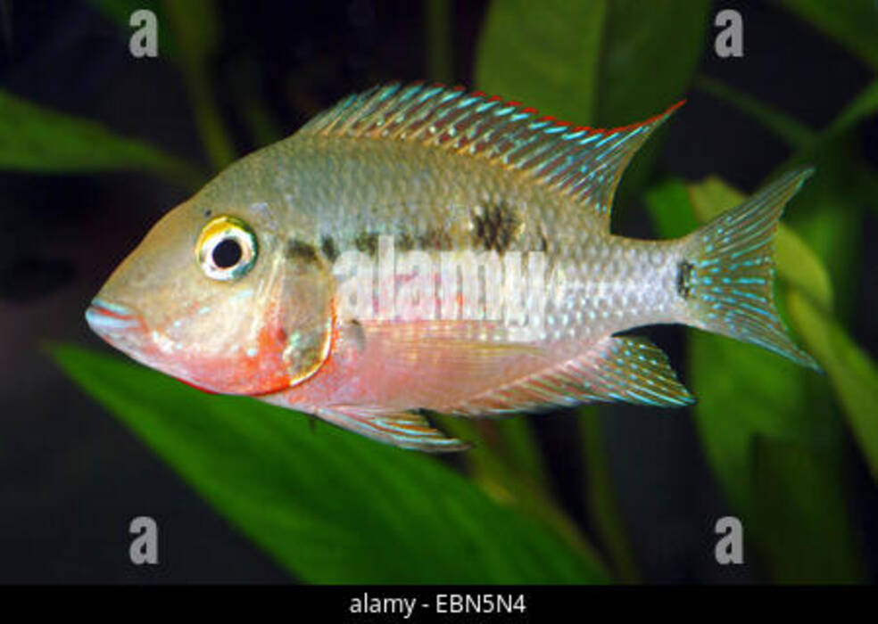Cichlasoma meeka