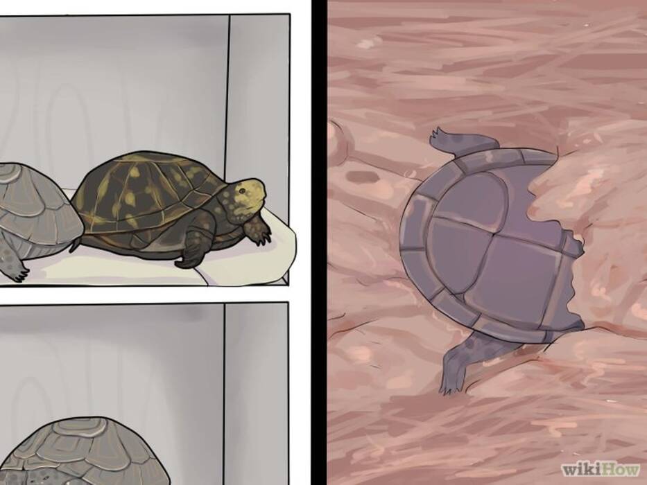Cómo alimentar a una pequeña tortuga de orejas rojas en casa?