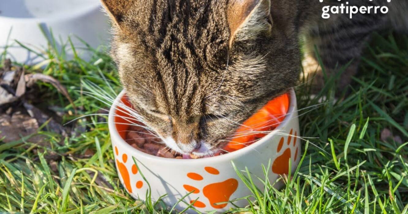 Comparación de alimentos para gatos: clases, composiciones, marcas