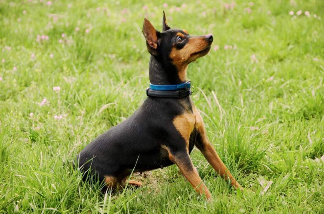 ¿Cuál es la diferencia entre un pinscher y un Toy Terrier??