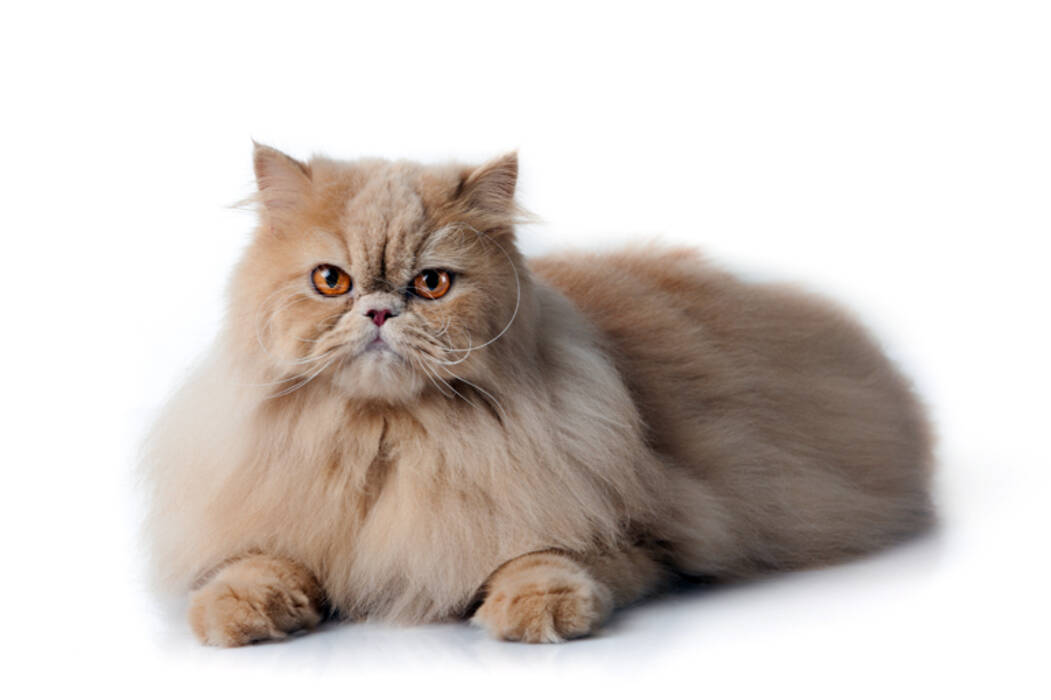 Cuánto viven los gatos persas?