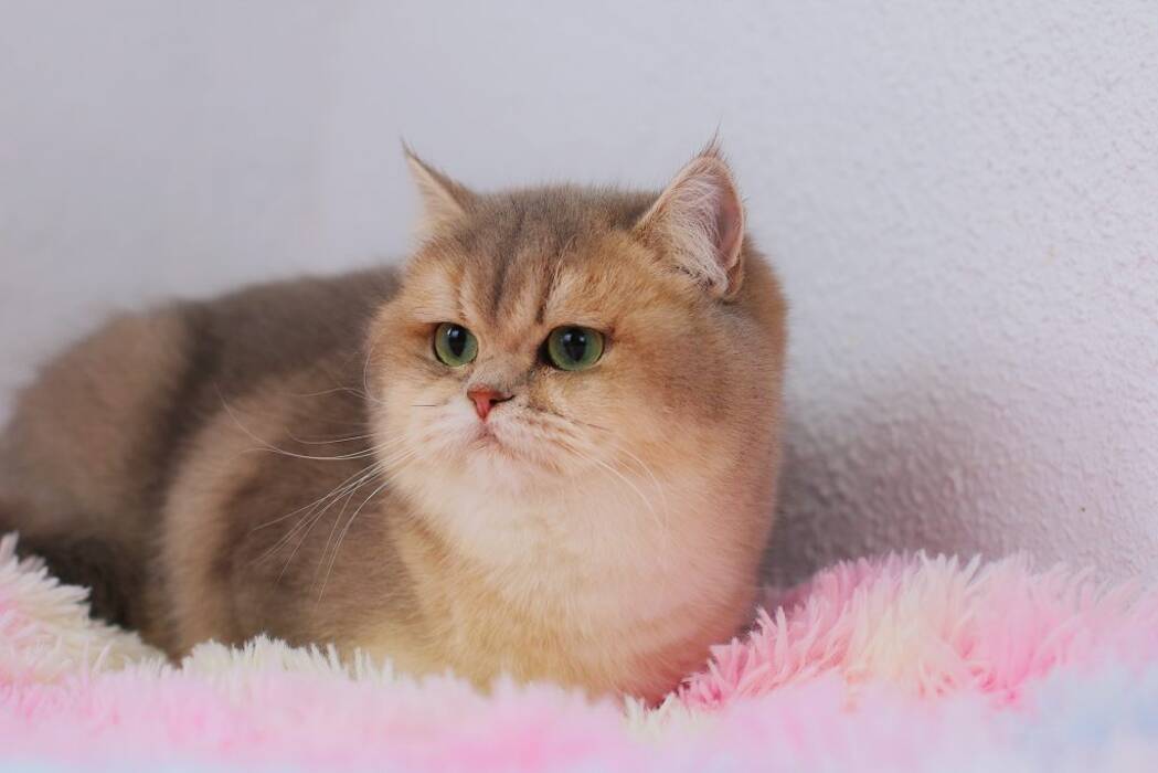 Cuántos años viven los gatos y gatas británicos?