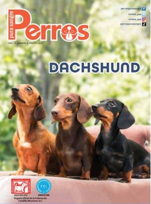 Cuántos años viven los perros salchicha y de qué depende?