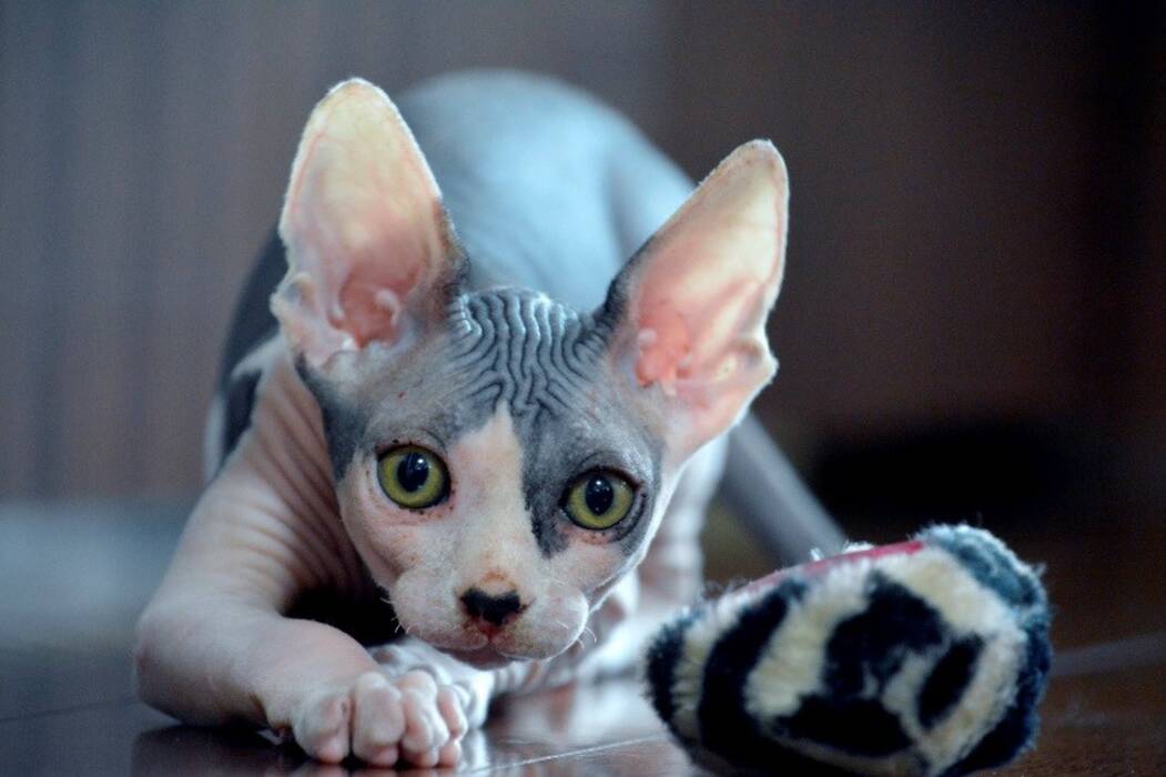 Esperanza de vida de los gatos Sphynx y formas de prolongarla