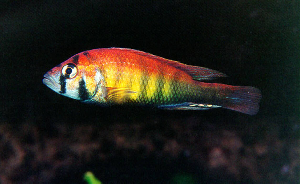 Haplochromis makobe