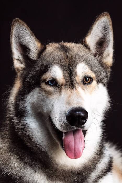 Huskies con ojos diferentes