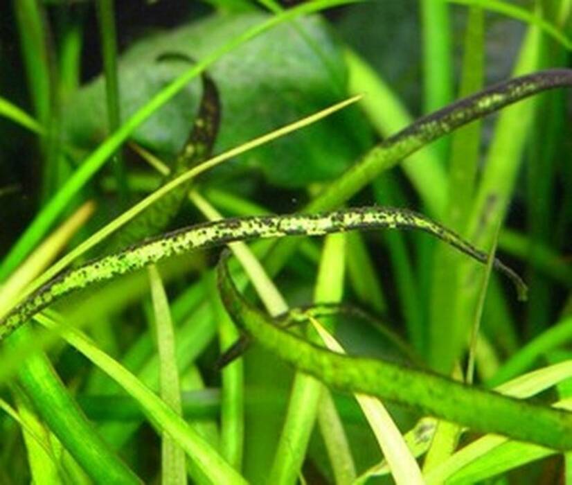 Las algas negras en el acuario: por qué surgen y cómo luchar contra ellos?