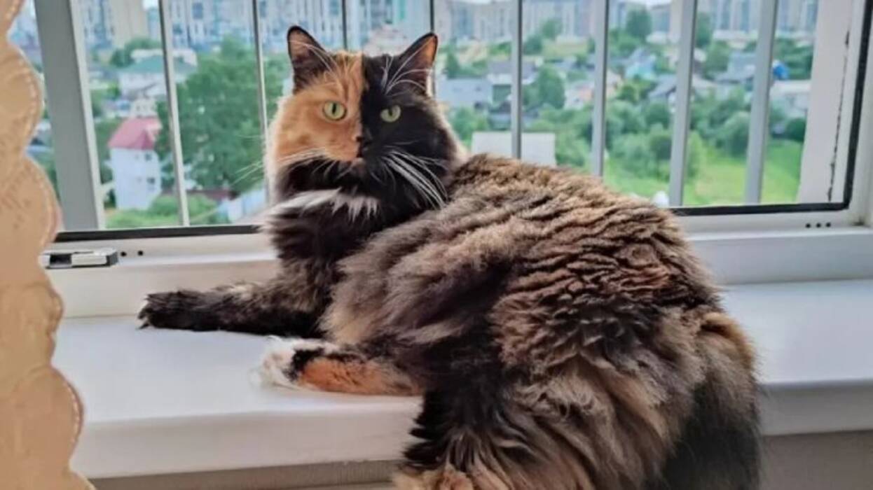 Las razas de gatos más temibles