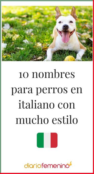 Lista de apodos para chihuahua-boys