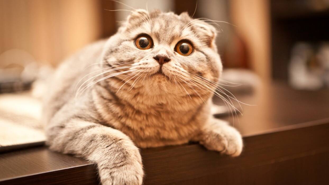 Lista de nombres para gatos de orejas caídas escoceses