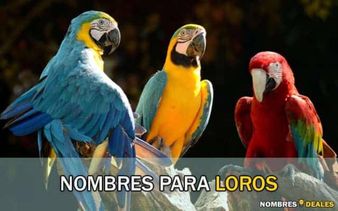 Nombres bonitos y originales para los niños loros ondulados