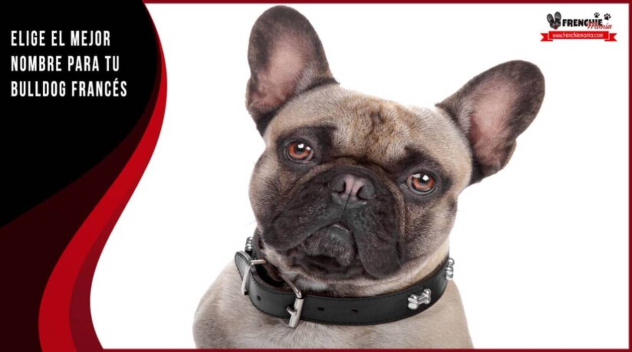 Nombres complicados para perros compuestos por dos o más palabras