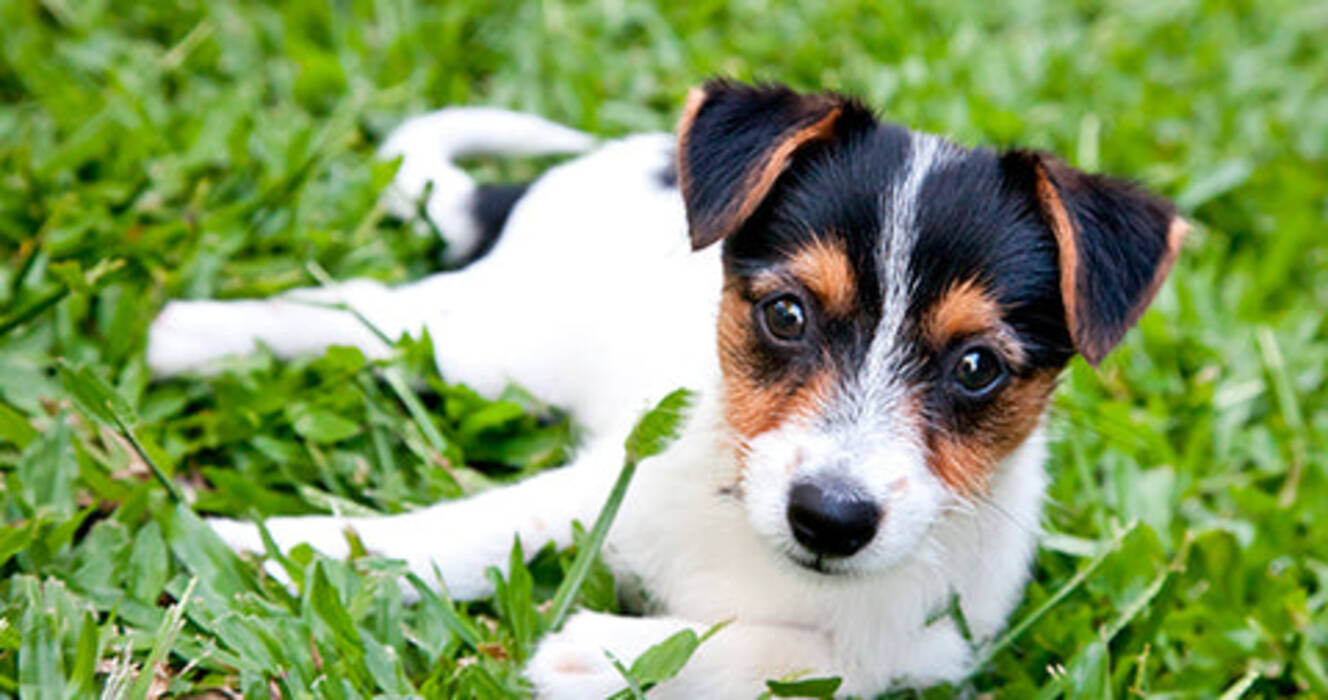 Orejas del Toy Terrier: colocación y cuidados