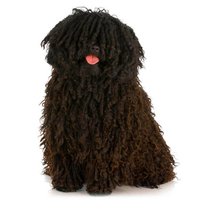 Perros con rastas: tipos y contenido