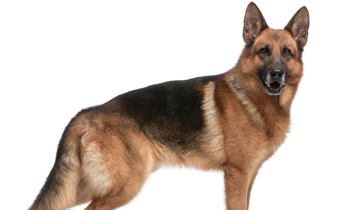 Perros medianos para un piso: las mejores razas y normas de tenencia