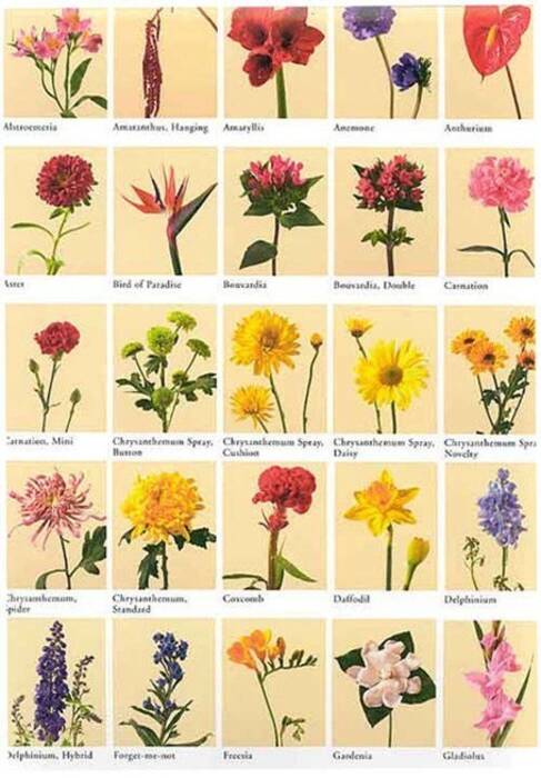 Qué significan los lirios en el lenguaje de las flores?