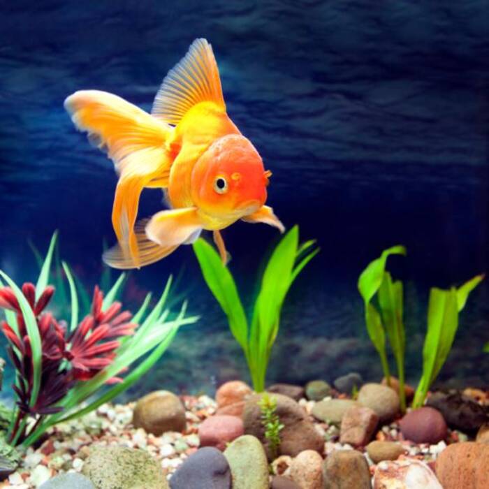 Samp para el acuario: qué es y por qué es necesario?