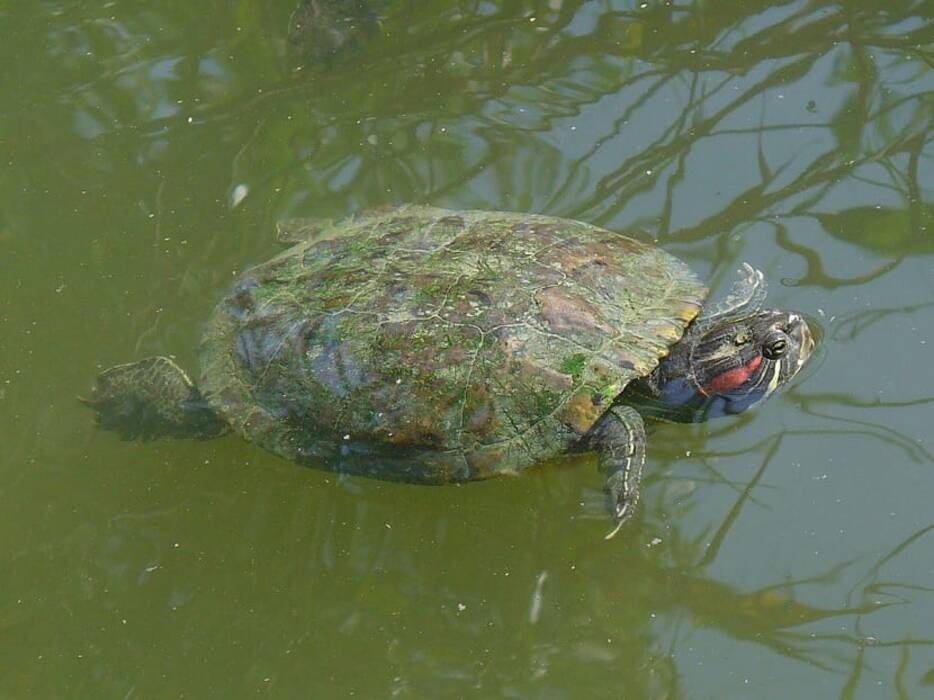 Temperatura del agua para las tortugas de orejas rojas