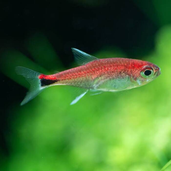 Tetra: descripción, especies y cría de peces de acuario