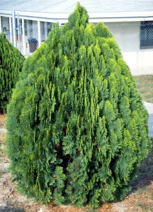 Thuja oriental: descripción y cultivo