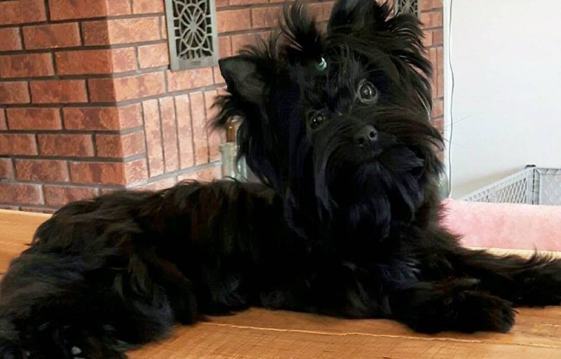 Yorkshire Terrier negro: descripción del aspecto y peculiaridades de su mantenimiento