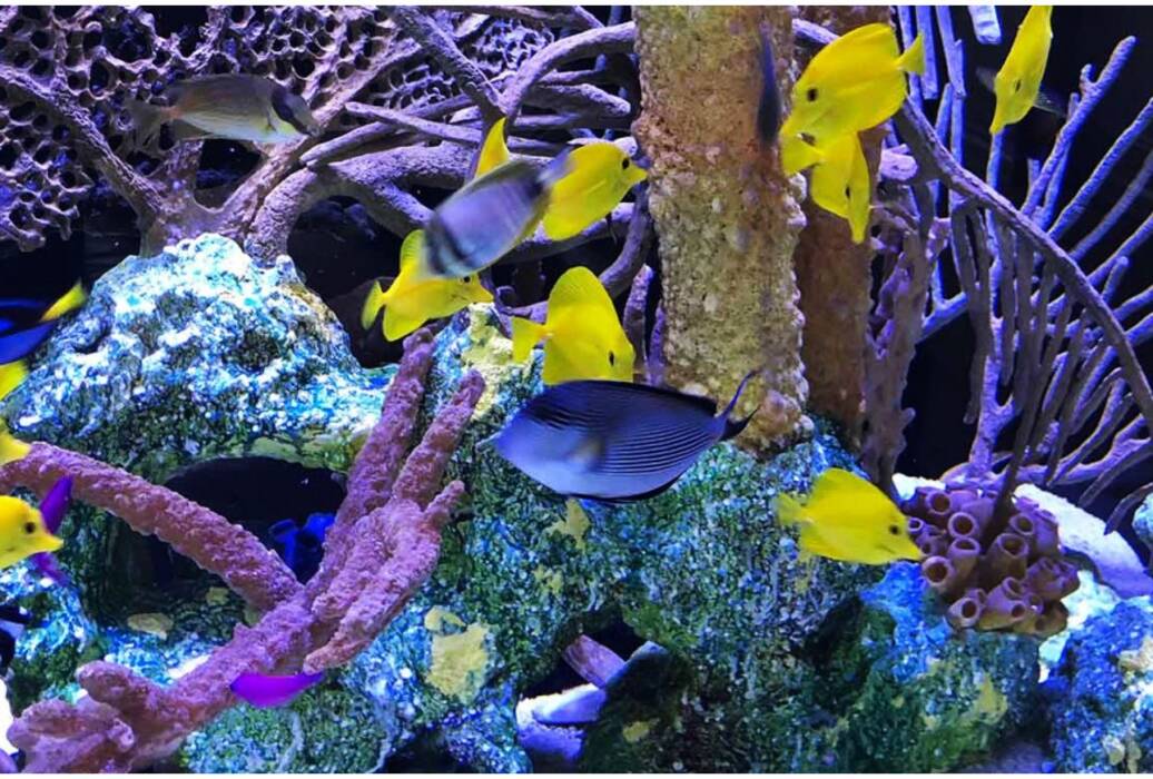 Acuario Triton: características, especies y mantenimiento