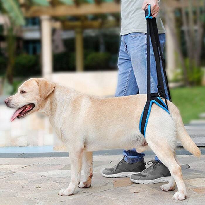 Arneses para perros: descripción de tipos, cómo elegir la talla y acostumbrar al perro?
