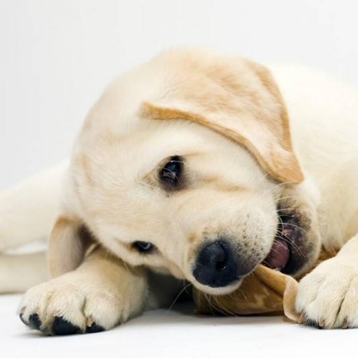 Cachorros de labrador a los 2 meses: características y contenido
