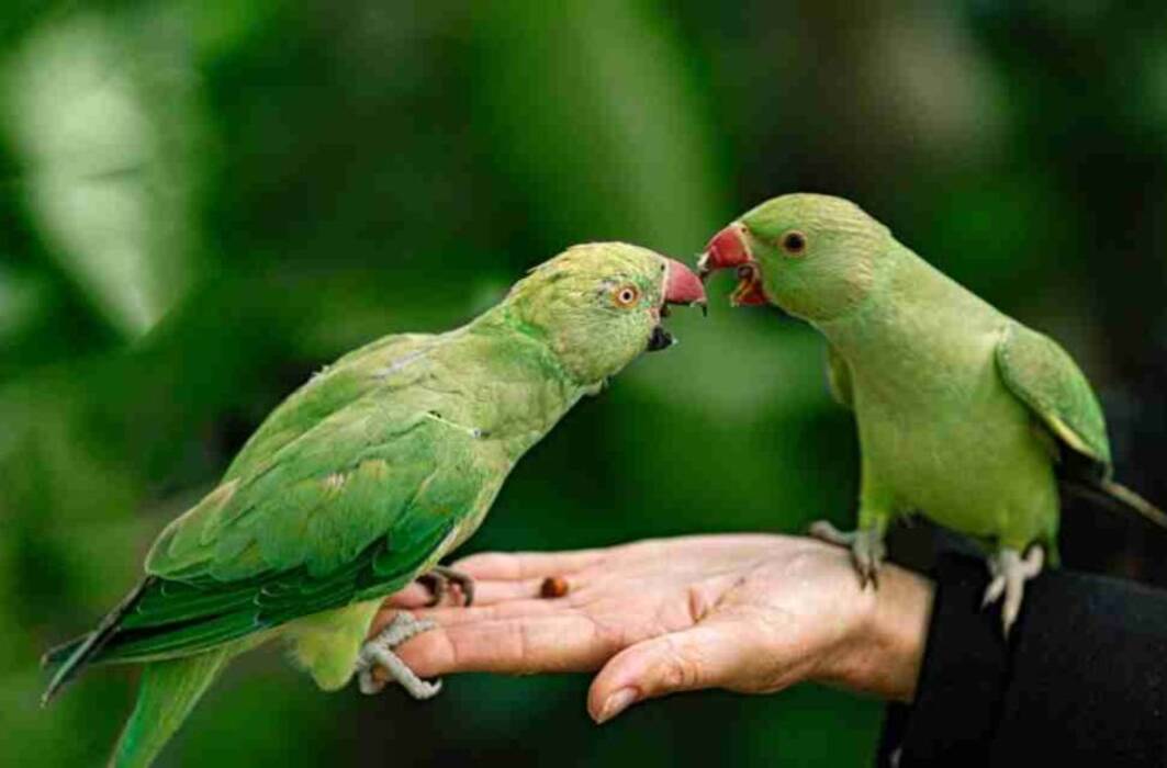 Características de los loros ondulados blancos
