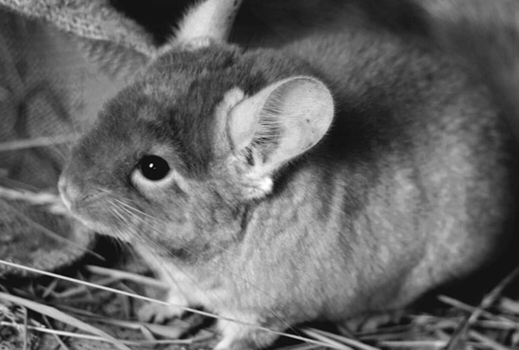 Chinchillas negras: ¿cuáles son las razas y cuáles son sus características??