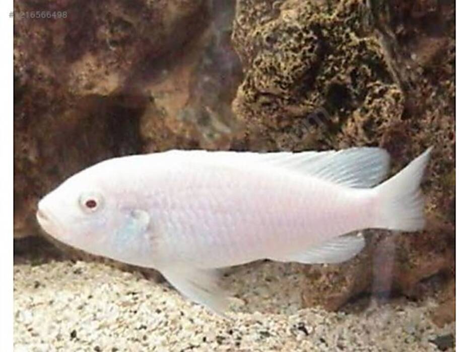 Cichlid Snow Prince