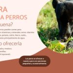 Cítricos para perros: si se pueden dar, cuáles son los beneficios y los perjuicios?