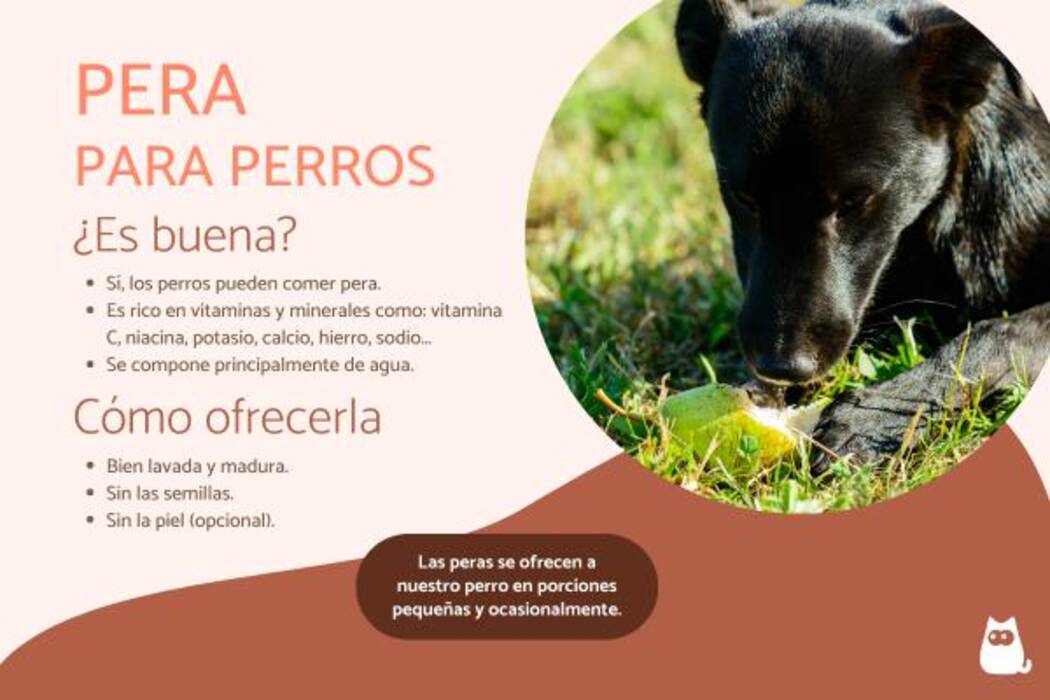 Cítricos para perros: si se pueden dar, cuáles son los beneficios y los perjuicios?