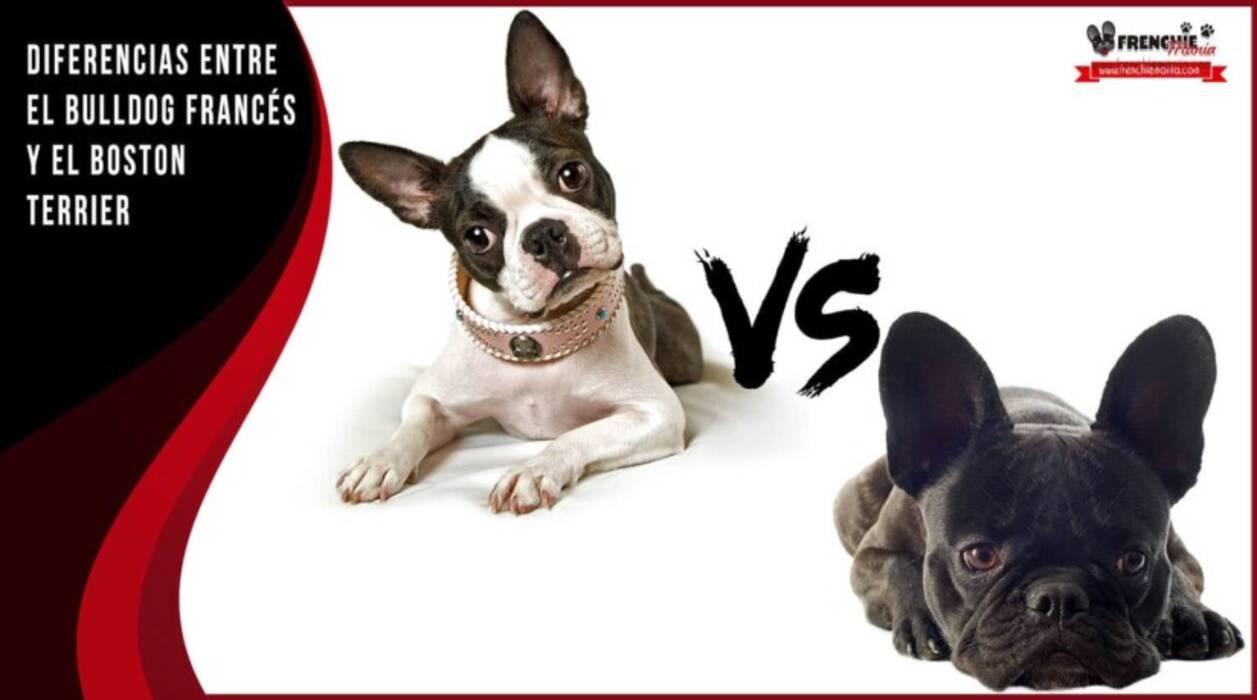 Comparación de razas de perros