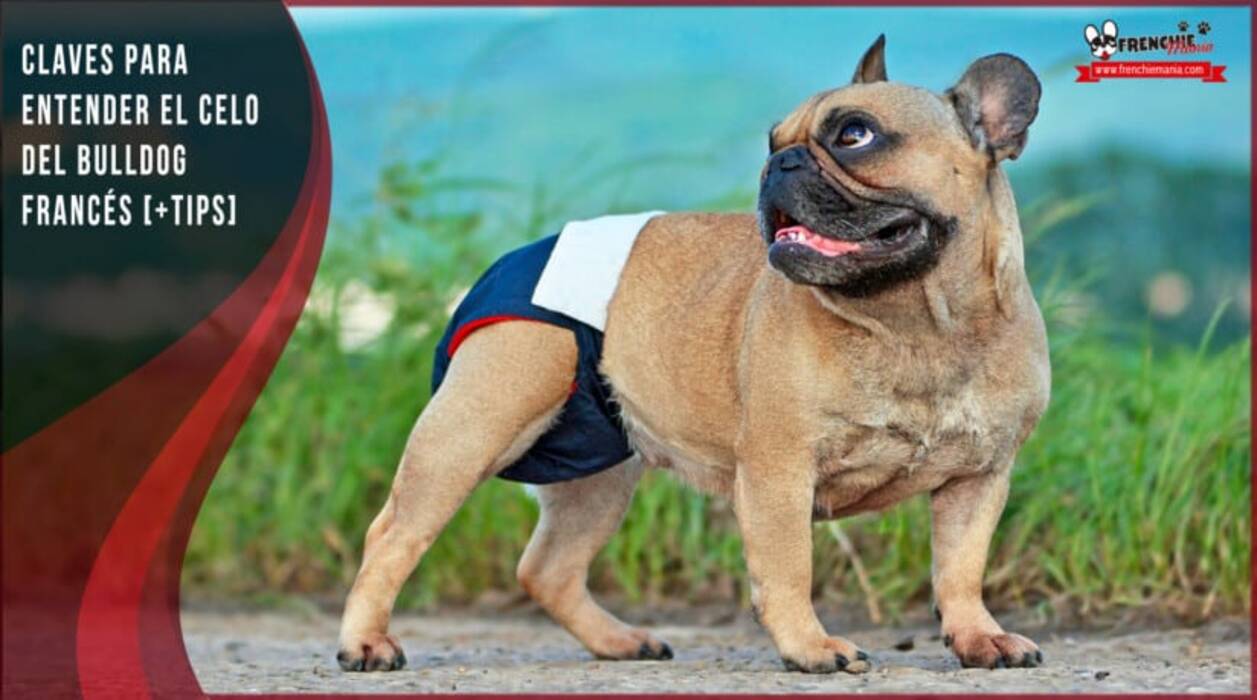 Cuánto viven los bulldogs franceses y de qué depende?