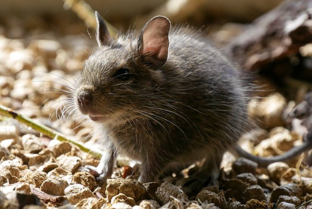 Cuánto viven los degu y de qué depende?