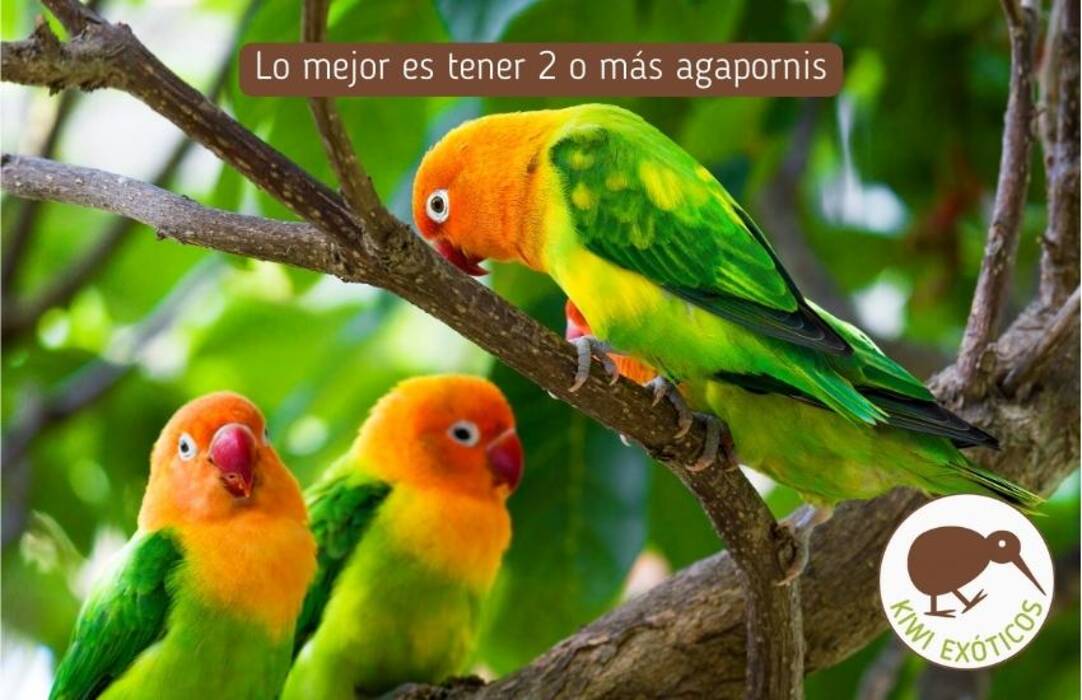 ¿Cuántos años viven los agapornis??