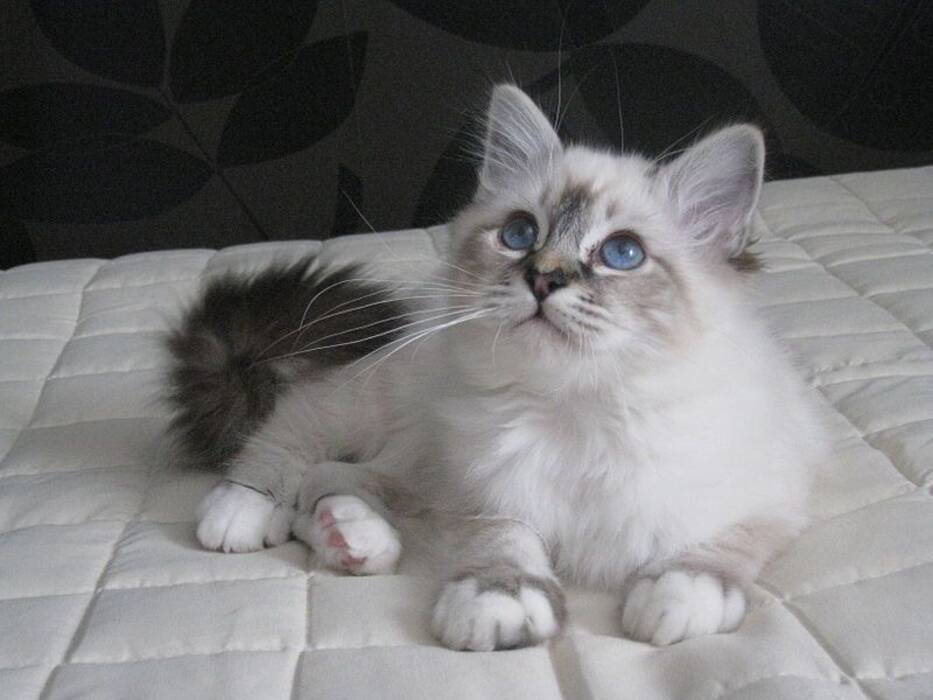 Gatos birmanos: características, elección y cuidados