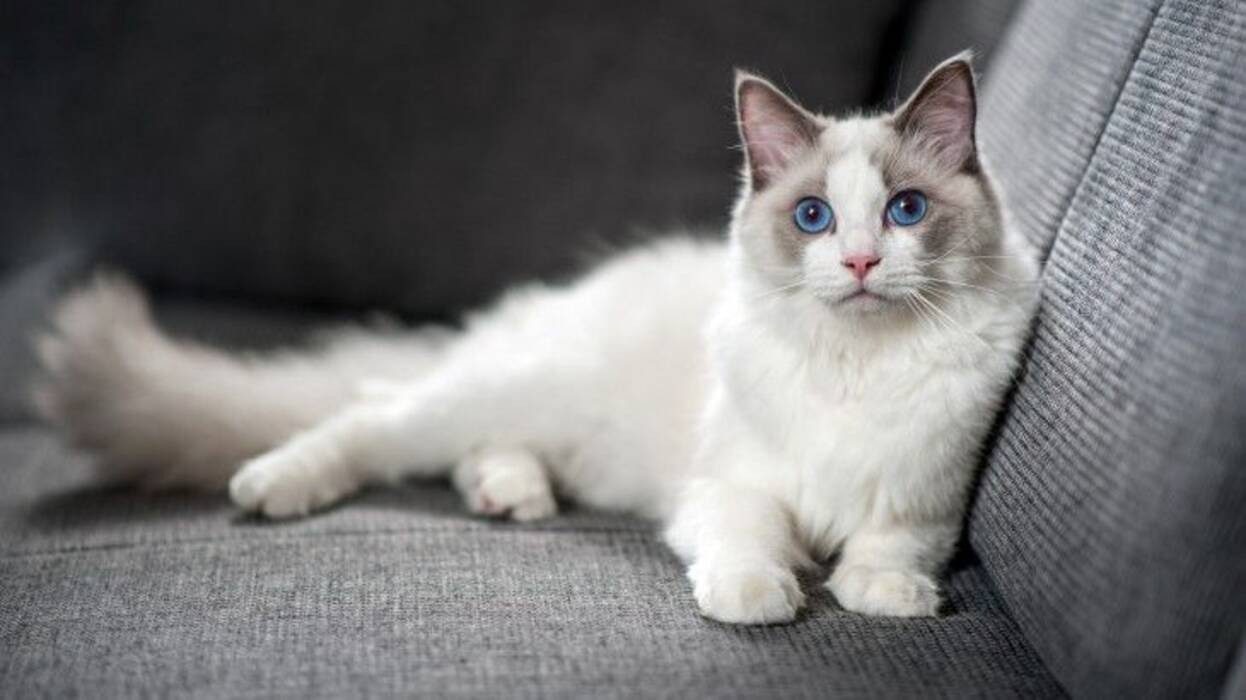 Gatos blancos y negros: comportamiento y razas comunes