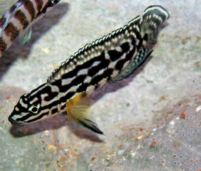 Julidochromis marliera