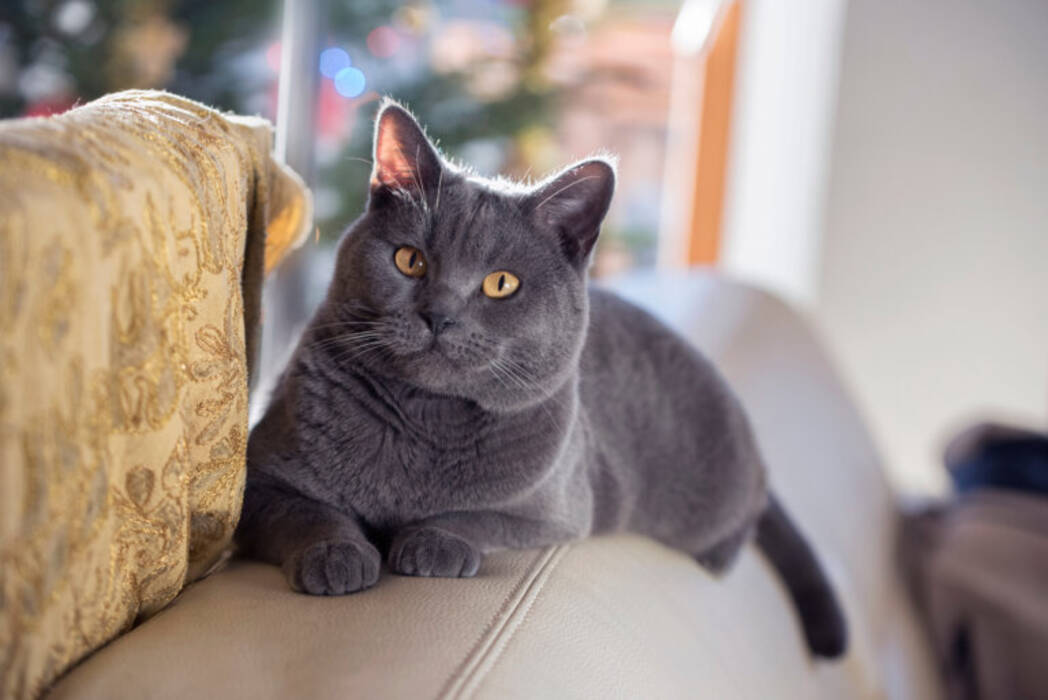 Lista de nombres para gatos británicos grises